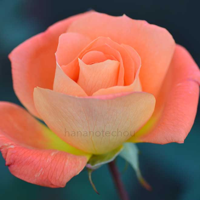 バラ ゴールデン スリッパーズ|花の手帖の薔薇図鑑