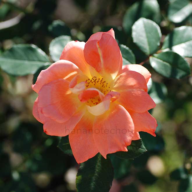 バラ ゴールデン スリッパーズ|花の手帖の薔薇図鑑