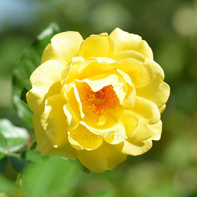 バラ ゴールデン スマイルズ｜花の手帖の薔薇図鑑