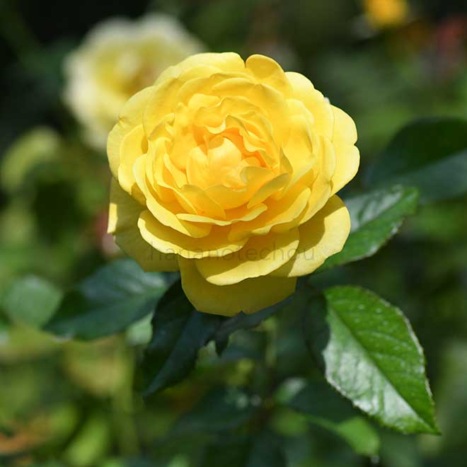 バラ ゴールデン スマイルズ｜花の手帖の薔薇図鑑