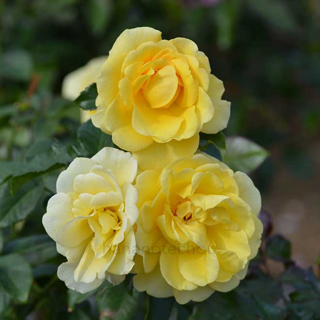 バラ ゴールデン スマイルズ｜花の手帖の薔薇図鑑