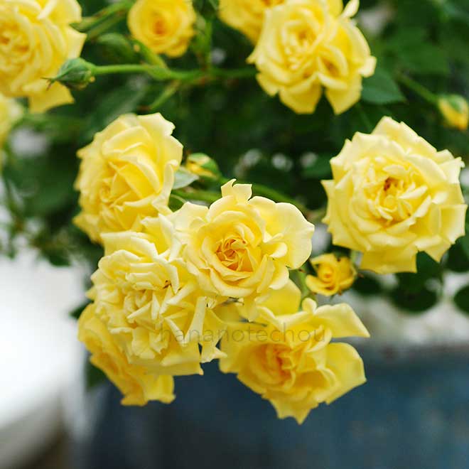 バラ ゴールデン サム｜花の手帖の薔薇図鑑