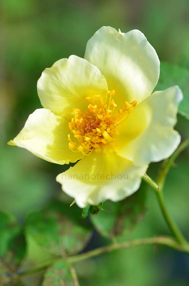 バラ ゴールデン ウィングス|花の手帖の薔薇図鑑