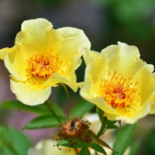 バラ ゴールデン ウィングス|花の手帖の薔薇図鑑