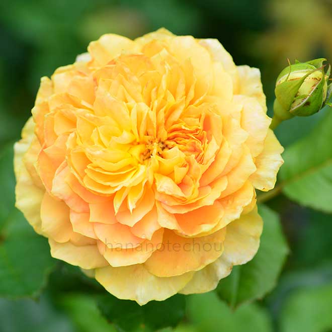 バラ ゴールデンゼスト｜花の手帖の薔薇図鑑