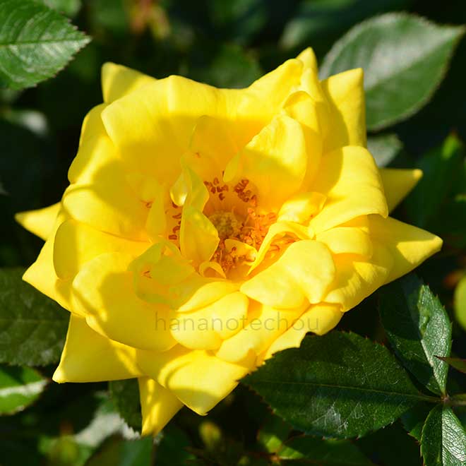 バラ ゴールドジュエル|花の手帖の薔薇図鑑