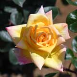 バラ ゴールド クローネ|花の手帖の薔薇図鑑