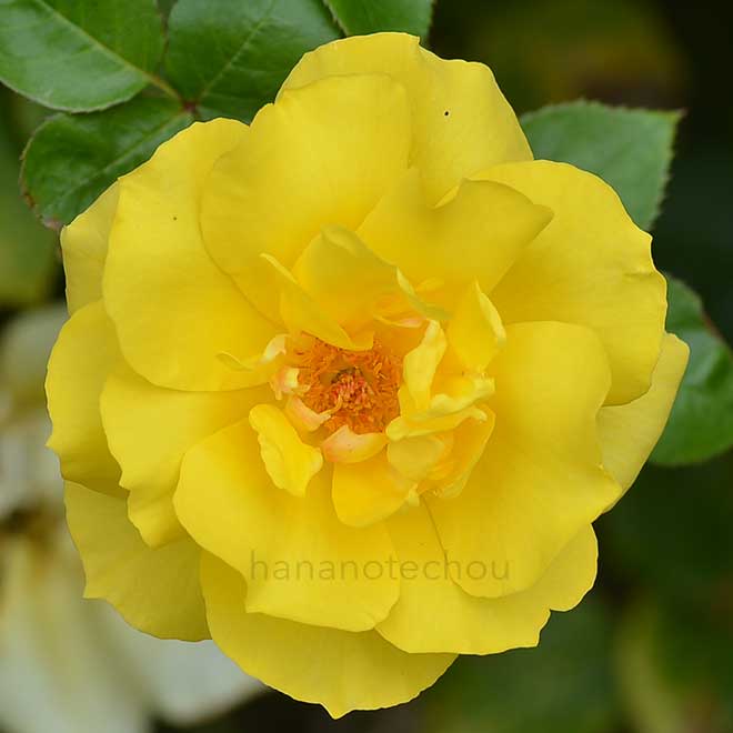 バラ ゴールド リーフ|花の手帖の薔薇図鑑