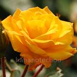 バラ ゴールドマリー｜花の手帖の薔薇図鑑