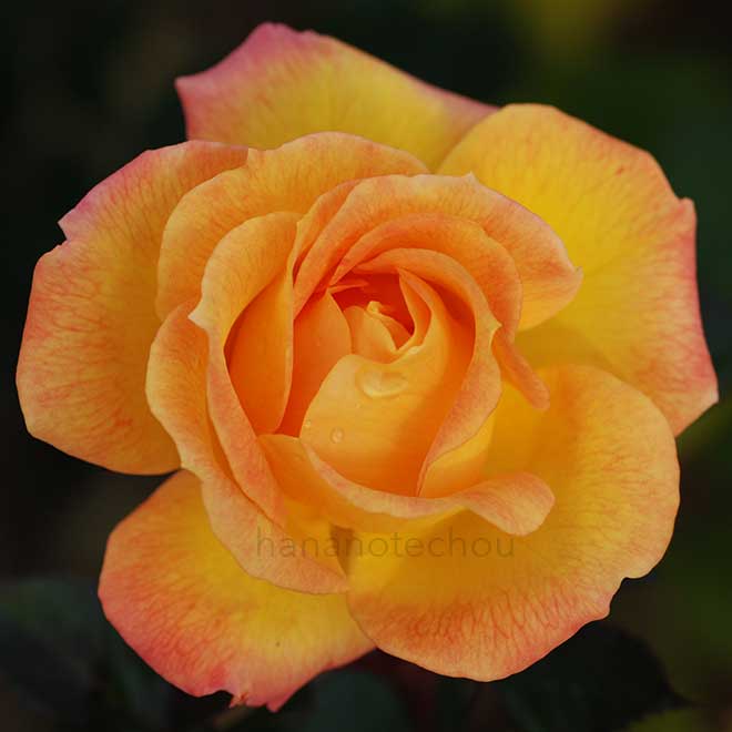 バラ ゴールドマリー'84｜花の手帖の薔薇図鑑