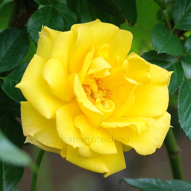 バラ ゴールドマリー'84｜花の手帖の薔薇図鑑