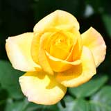 バラ ゴールドメダル｜花の手帖の薔薇図鑑