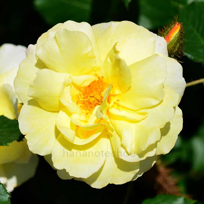 バラ ゴールドモス｜花の手帖の薔薇図鑑