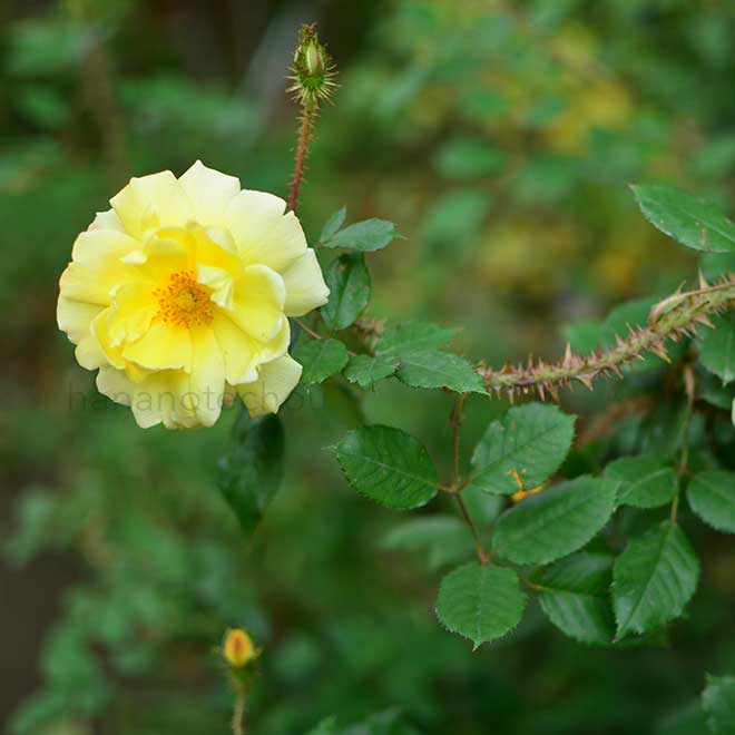 バラ ゴールドモス｜花の手帖の薔薇図鑑