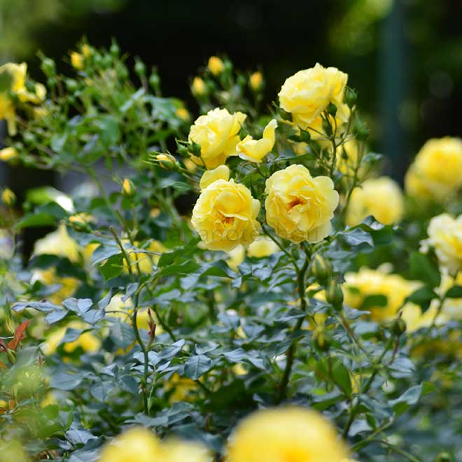 バラ ゴールドシャッツ|花の手帖の薔薇図鑑