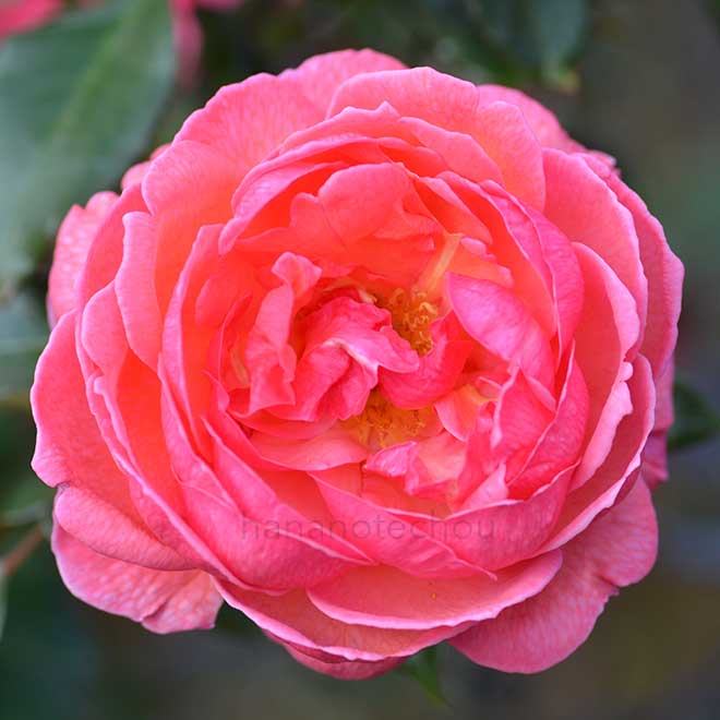 バラ ゴードンズ カレッジ|花の手帖の薔薇図鑑