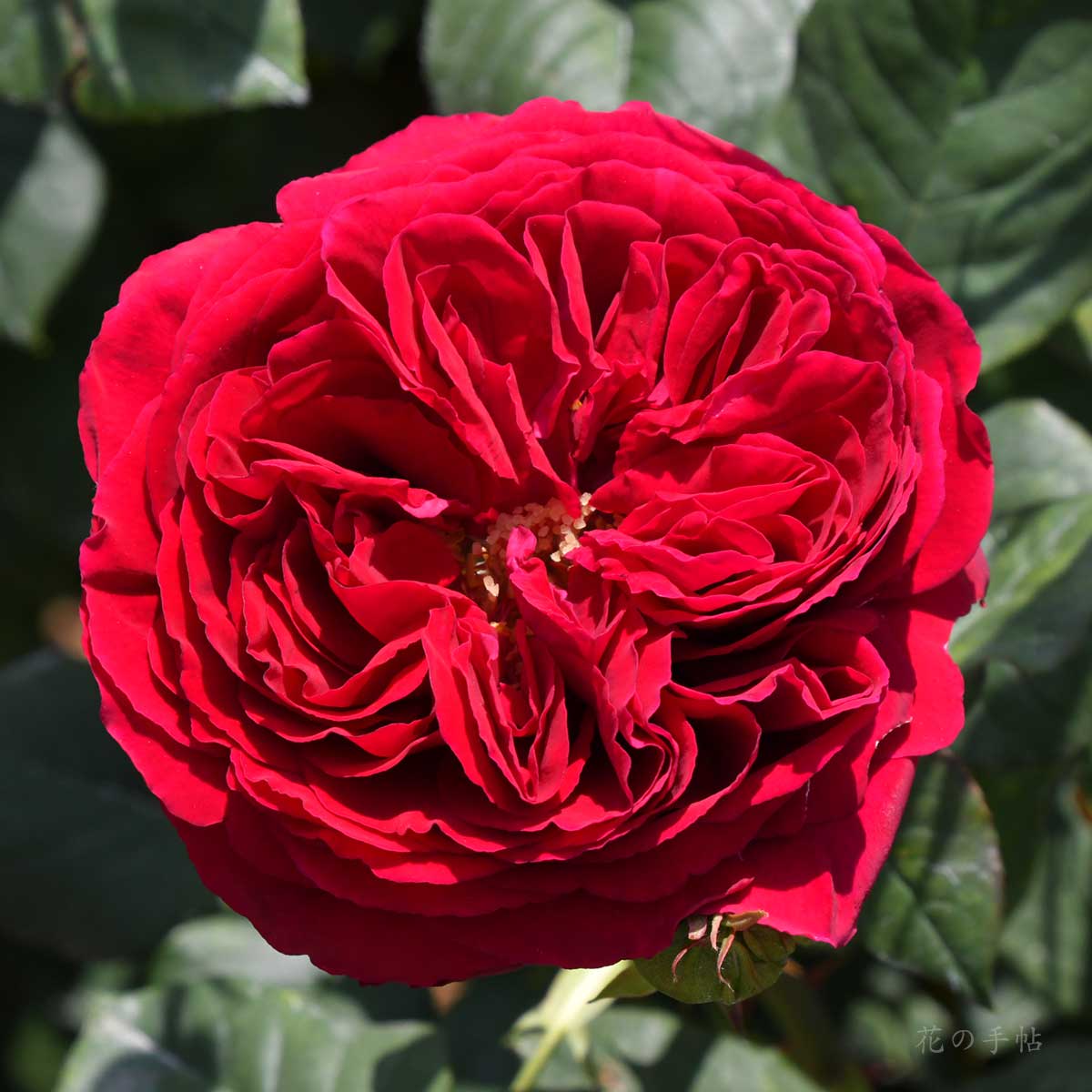 バラ ゴスペル|花の手帖の薔薇図鑑