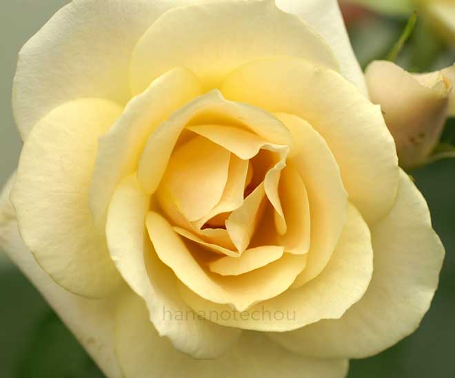 バラ グレイス アバンディング|花の手帖の薔薇図鑑