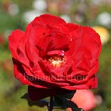 バラ グラフレナート｜花の手帖の薔薇図鑑