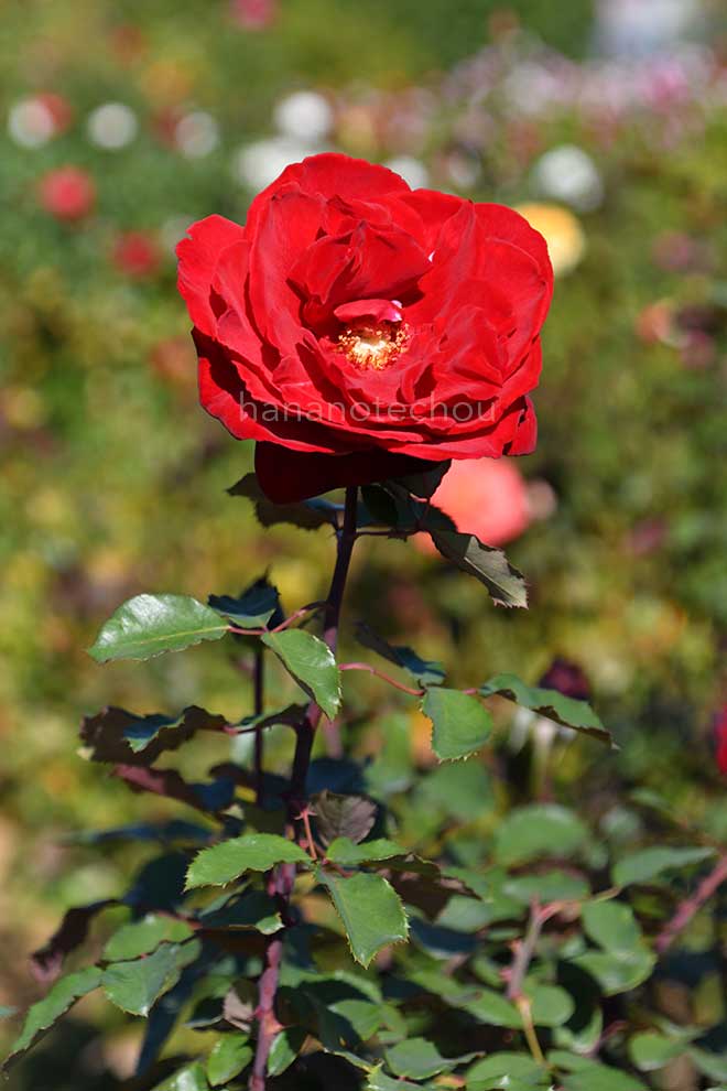 バラ グラフレナート|花の手帖の薔薇図鑑