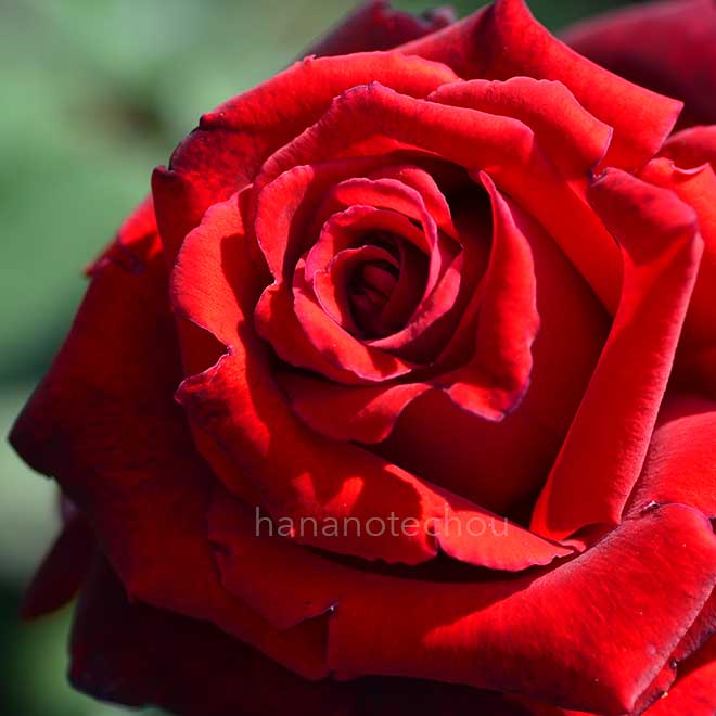 バラ グラフレナート|花の手帖の薔薇図鑑