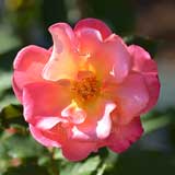 バラ グラナダ｜花の手帖の薔薇図鑑