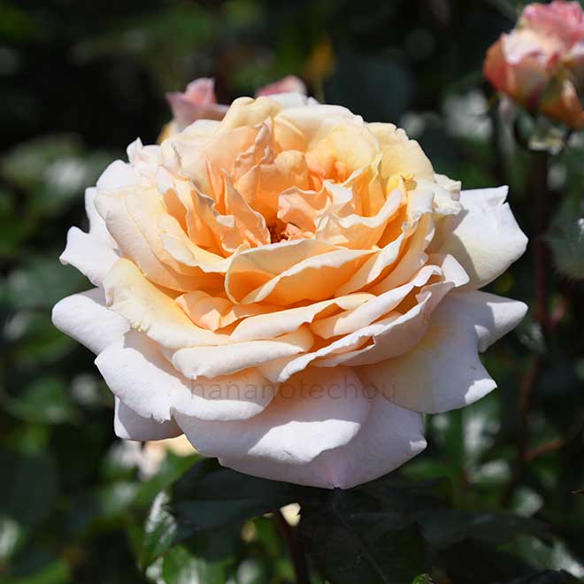 バラ ｜花の手帖の薔薇図鑑