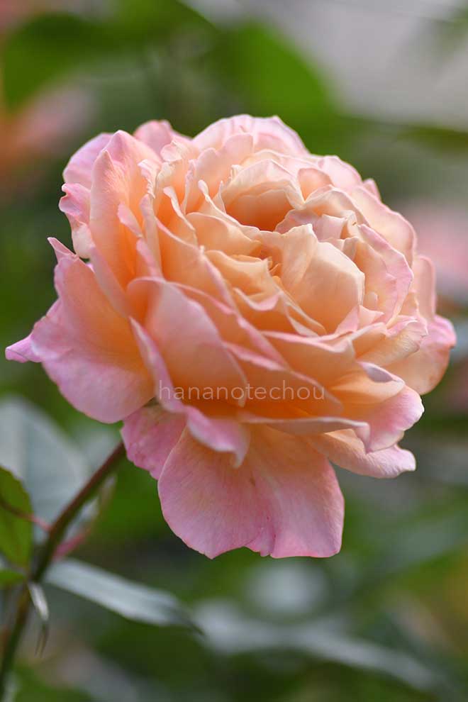 バラ ｜花の手帖の薔薇図鑑