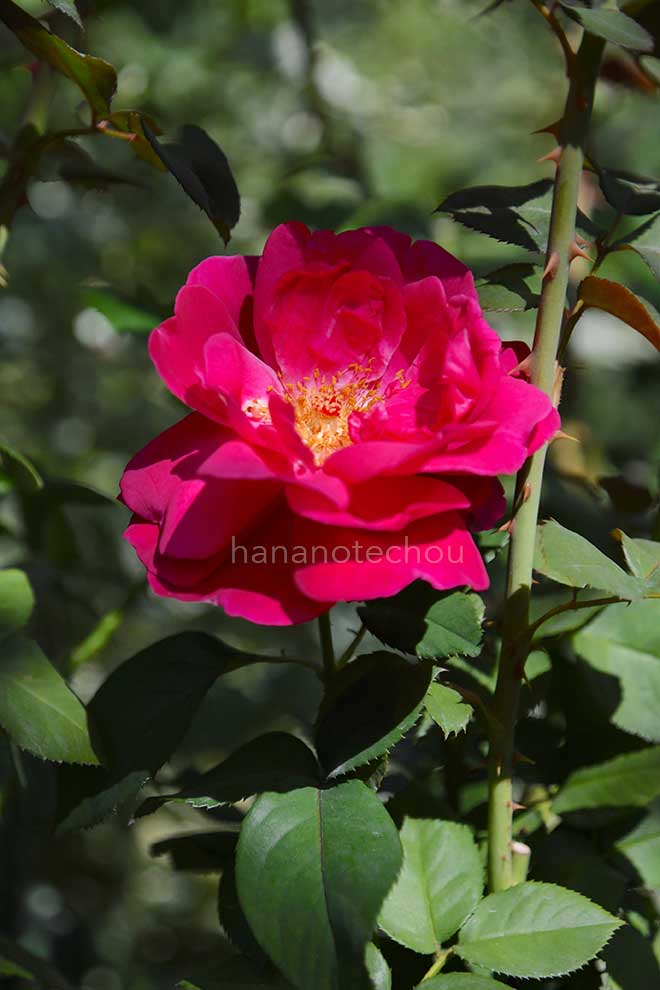 バラ グランダム|花の手帖の薔薇図鑑