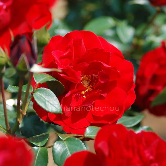 バラ グランド ホテル｜花の手帖の薔薇図鑑