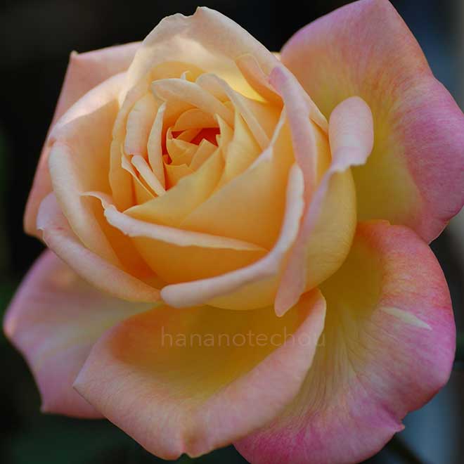 バラ つる グランメール ジェニー｜花の手帖の薔薇図鑑