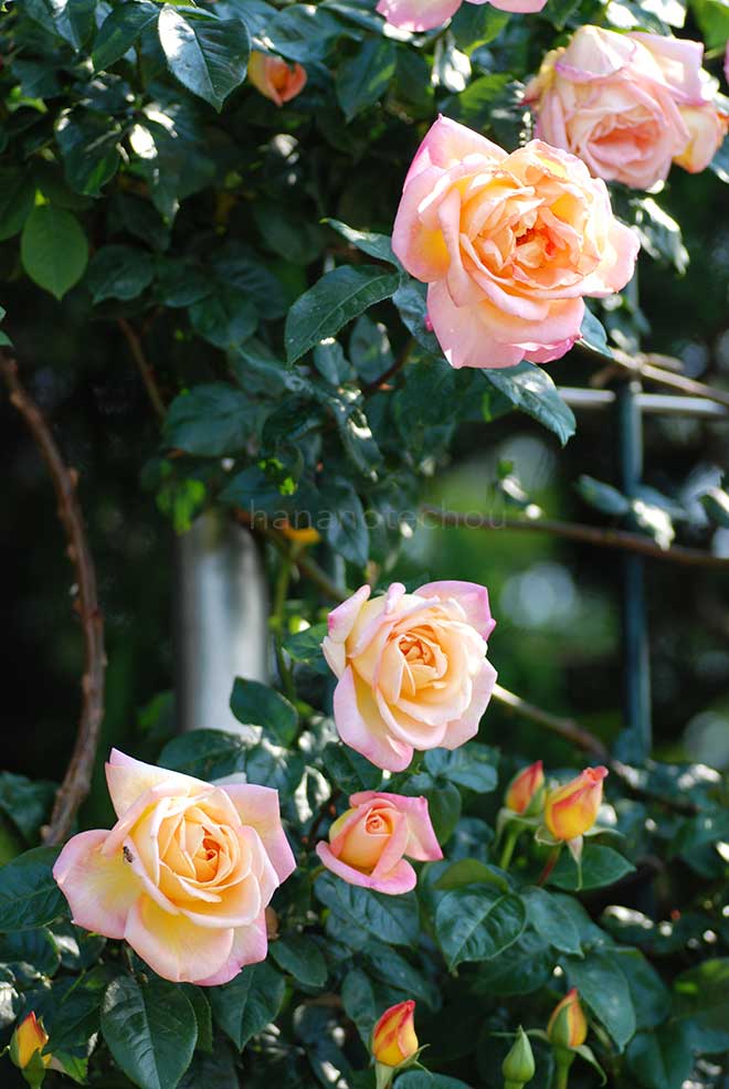 バラ つる グランメール ジェニー｜花の手帖の薔薇図鑑