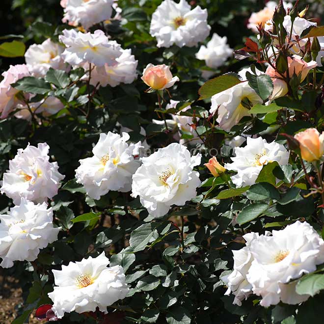 バラ グランド プライズ｜花の手帖の薔薇図鑑