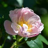 バラ グラバン ミッシェル デュセル｜花の手帖の薔薇図鑑