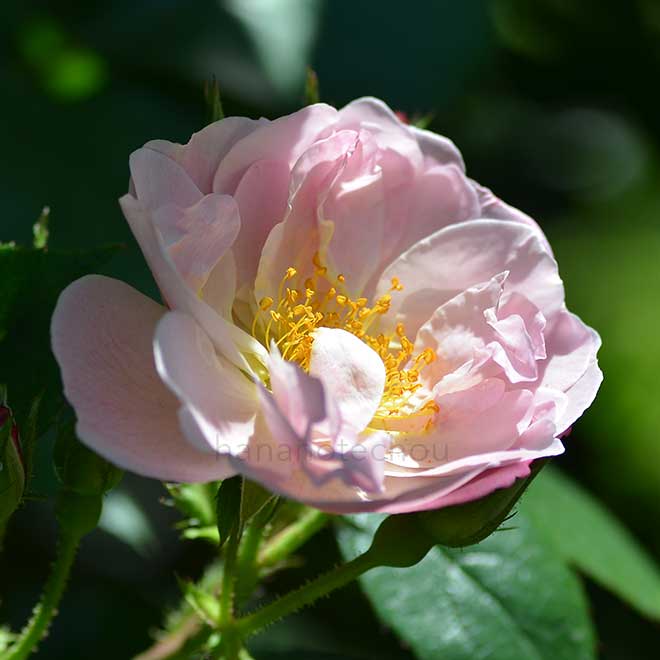 バラ グラバン ミッシェル デュセル｜花の手帖の薔薇図鑑