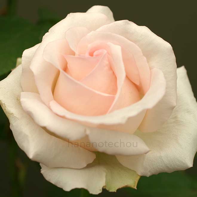 バラ グレート センチュリー｜花の手帖の薔薇図鑑