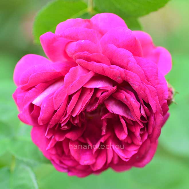 バラ グレートウェスタン｜花の手帖の薔薇図鑑