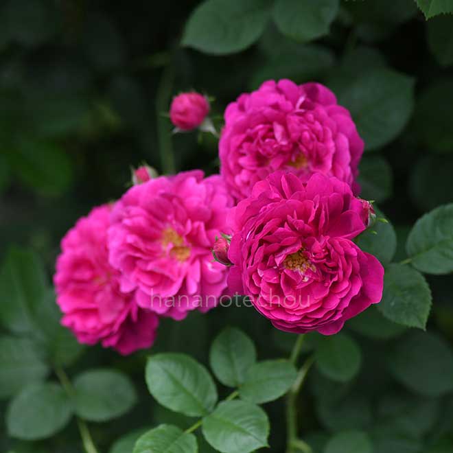 バラ グレートウェスタン｜花の手帖の薔薇図鑑