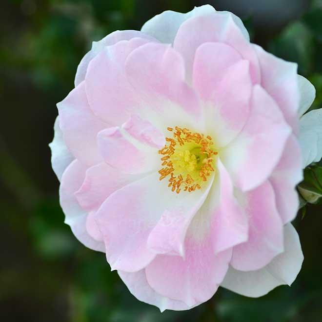 バラ グリーノールズ グローリー｜花の手帖の薔薇図鑑