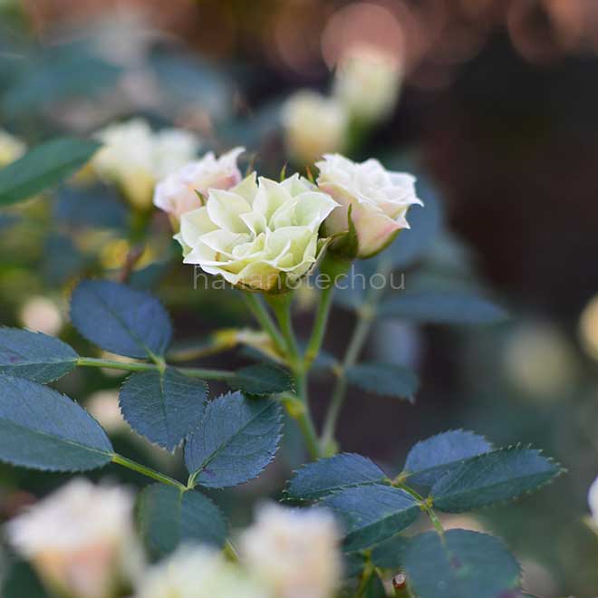 バラ グリーン ダイアモンド｜花の手帖の薔薇図鑑