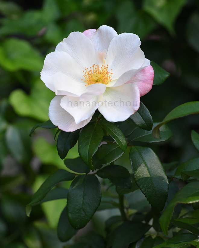 バラ グレーテル｜花の手帖の薔薇図鑑