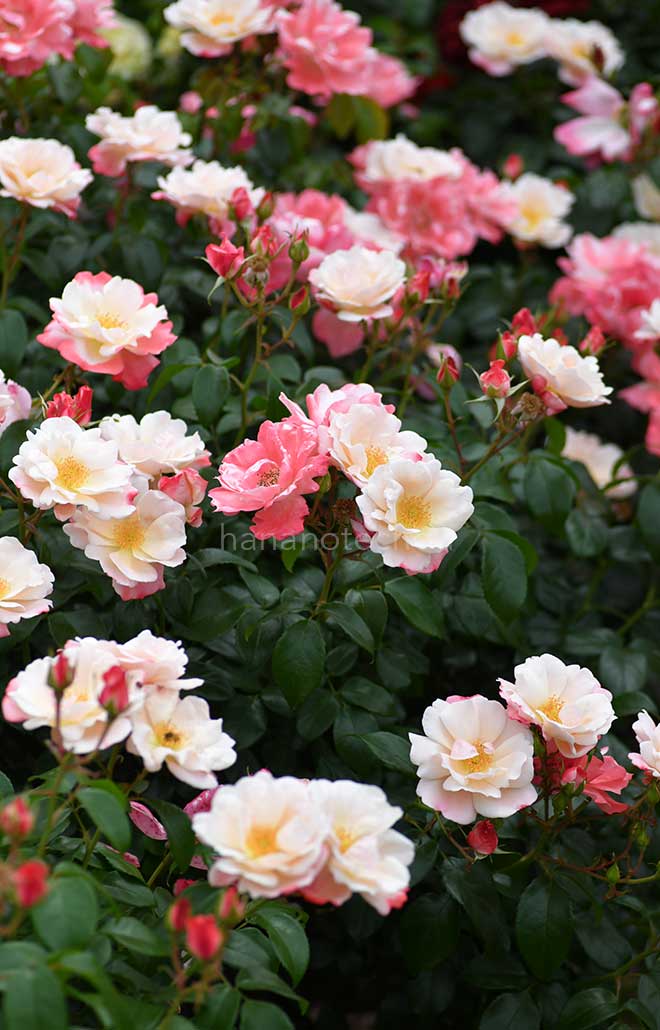 バラ グレーテル｜花の手帖の薔薇図鑑