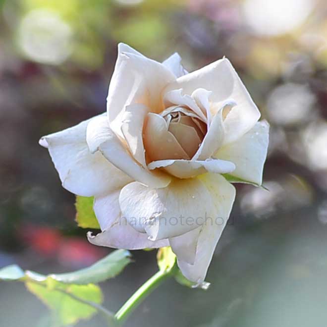 バラ グレードーン｜花の手帖の薔薇図鑑