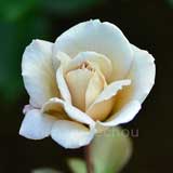 バラ グレー パール｜花の手帖の薔薇図鑑