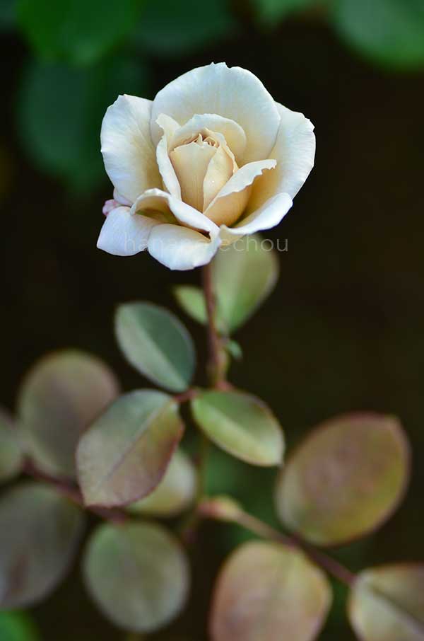 バラ グレー パール｜花の手帖の薔薇図鑑