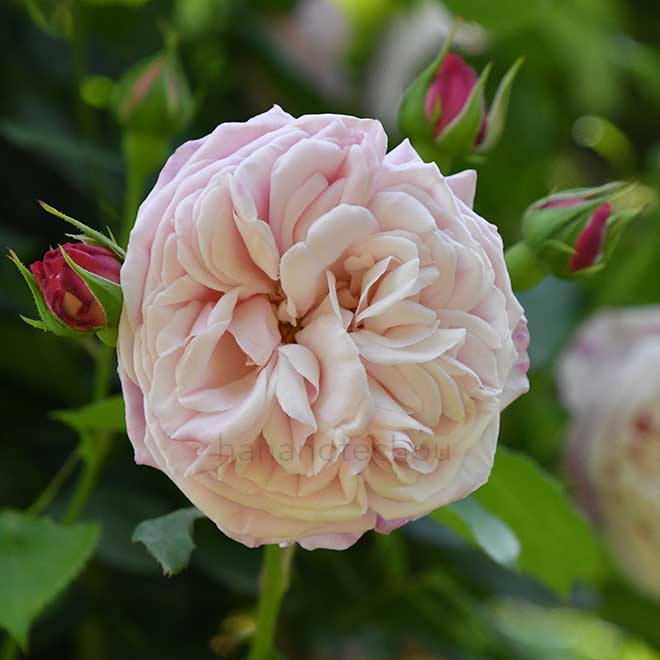 バラ グリバルド ニコラ｜花の手帖の薔薇図鑑