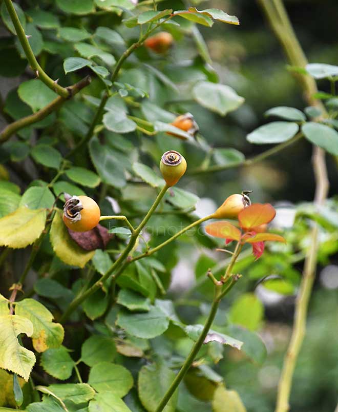 バラ グリバルド ニコラ｜花の手帖の薔薇図鑑