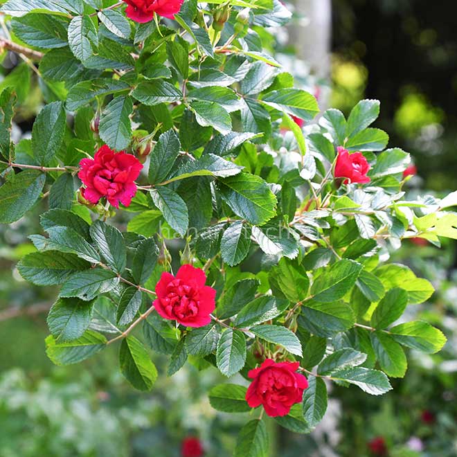 バラ グローテンドルスト シュプリーム｜花の手帖の薔薇図鑑