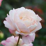 バラ ｜花の手帖の薔薇図鑑