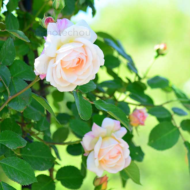 バラ つる グルス アン アーヘン｜花の手帖の薔薇図鑑